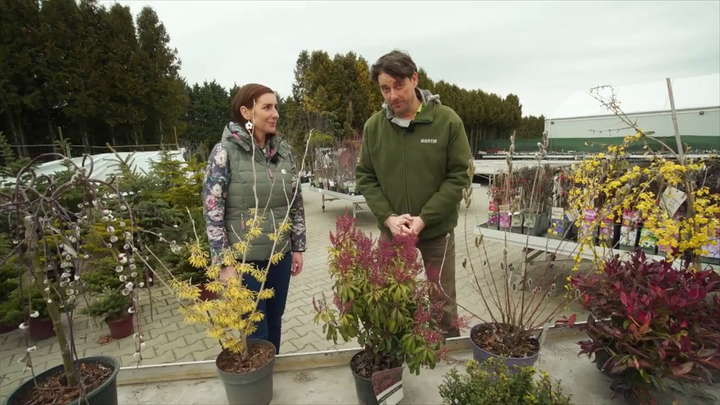 Nova zahrada - kvitnutie v zime